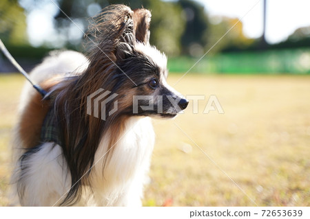 寵物狗在公園裡散步 72653639