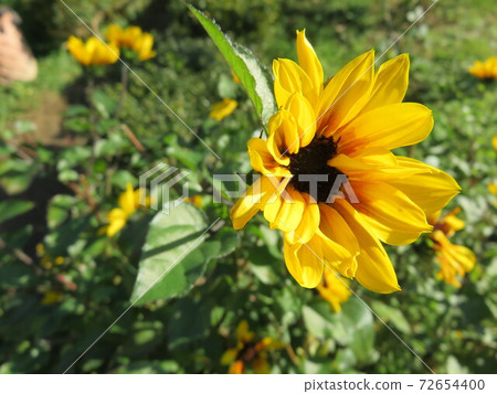黃花(Ludovcekia) 黃花(Ludovcekia) 72654400