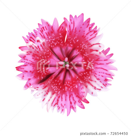Watercolor style dark pink dianthus without line art 72654450