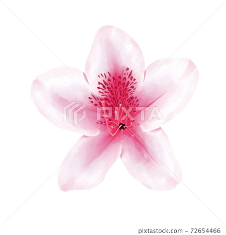Watercolor style pale pink azalea without line art Watercolor style pale pink azalea without line art 72654466