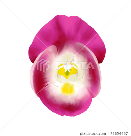 Watercolor style bright pink torenia without line art Watercolor style bright pink torenia without line art 72654467