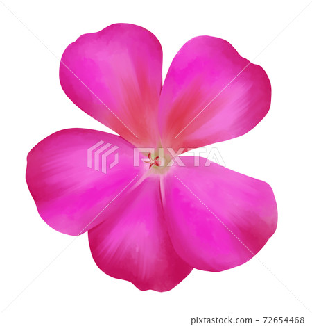 Watercolor style vivid pink geranium without line art Watercolor style vivid pink geranium without line art 72654468