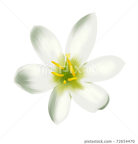 Watercolor style white zephyrlily flower without line art 72654470