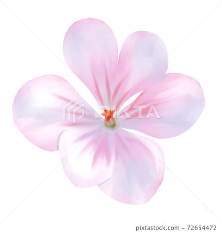 Watercolor style pale pink geranium without line art 72654472