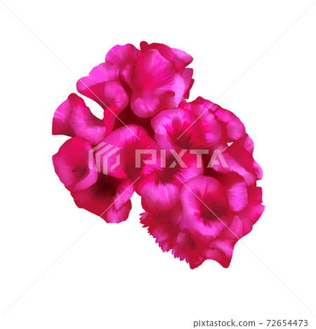 Watercolor style deep red cockscomb flower without line art Watercolor style deep red cockscomb flower without line art 72654473