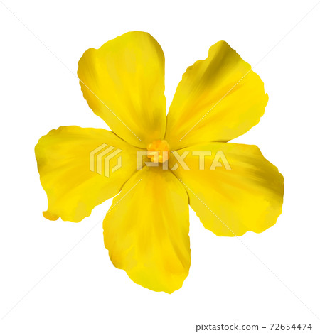水彩風格黃色苦瓜花沒有線條藝術 水彩風格黃色苦瓜花沒有線條藝術 72654474