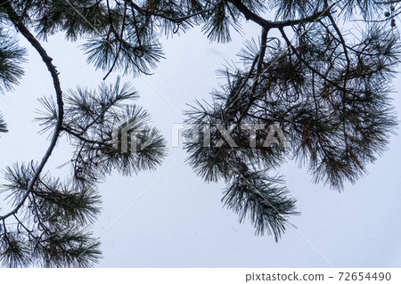 Pine branches with snow (white background) 72654490