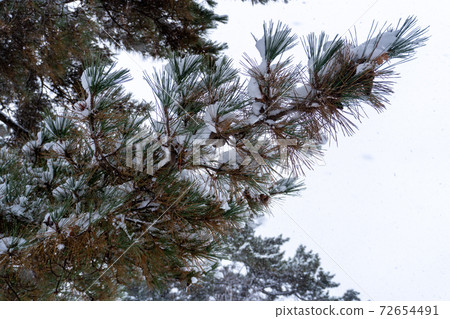 Pine branches with snow 2 72654491