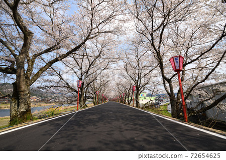 Tunnel cherry tree Tunnel cherry tree 72654625