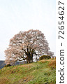 Spring Daigo Sakura 72654627