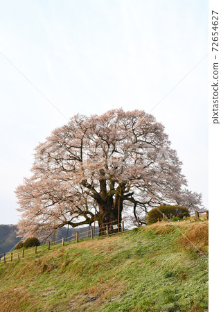 Spring Daigo Sakura Spring Daigo Sakura 72654627
