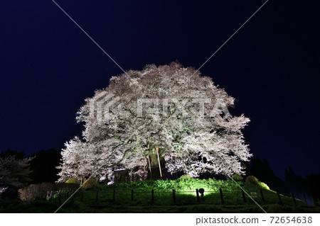 Cherry blossoms light up Cherry blossoms light up 72654638