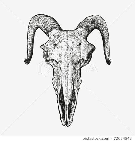 Hand drawn goats cranium Hand drawn goats cranium 72654842