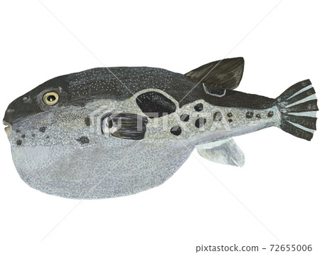 Illustration of a blowfish 72655006