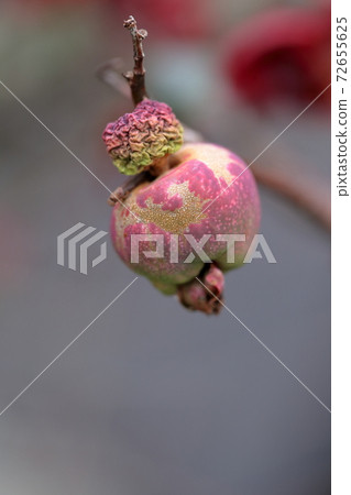 Cute mink-colored fruit (fruit bokeh flower) Cute mink-colored fruit (fruit bokeh flower) 72655625