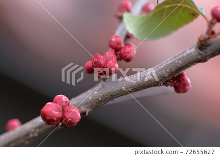 Red bud (blurred flower) 72655627