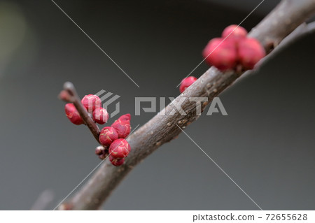Red bud (blurred flower) 72655628