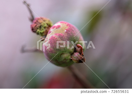 Mink-colored fruit (fruit bokeh flower) Mink-colored fruit (fruit bokeh flower) 72655631
