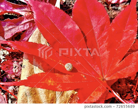 Snail on the fallen leaves 72655689