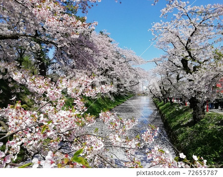 Row of cherry trees 72655787
