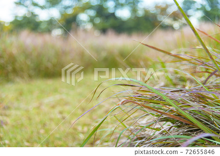 Melkenkarkaya黃昏的雜草 72655846