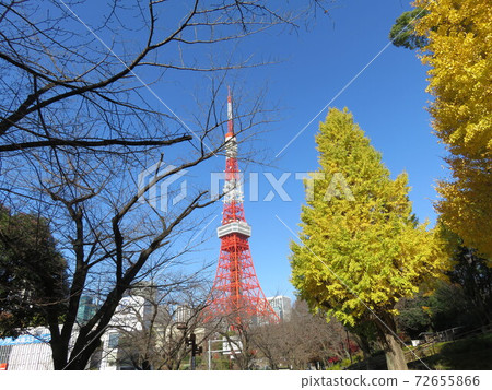 東京鐵塔和黃葉銀杏 東京鐵塔和黃葉銀杏 72655866
