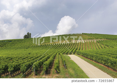 Terraced green vineyards in Valais Switzerland Terraced green vineyards in Valais Switzerland 72655867