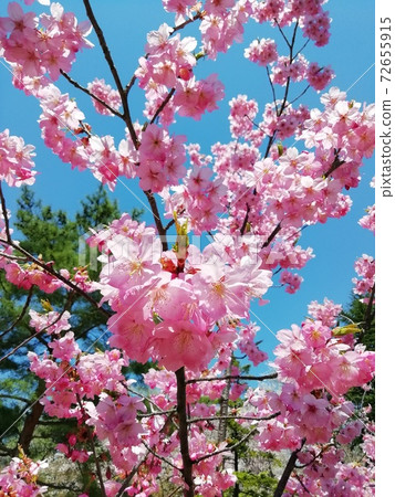 閃耀在藍天的櫻花 閃耀在藍天的櫻花 72655915