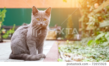 Lovely grey kitten with big orange eyes looks carefully 72655928