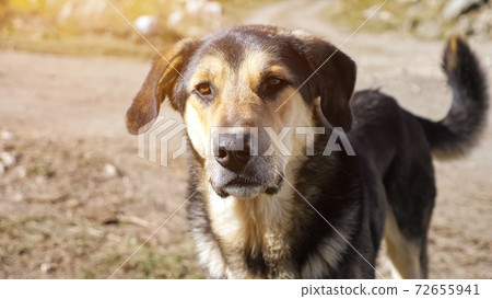 Amazing dog with beautiful fur and brown eyes wags tail Amazing dog with beautiful fur and brown eyes wags tail 72655941