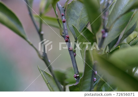 Pests that parasitize mandarin oranges (mandarin tree scale insects) 72656071