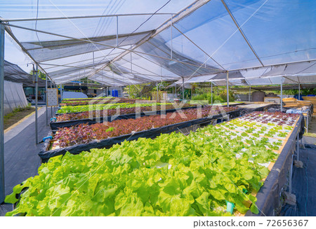 Row of fresh vegetable salad garden plant industry farm in argricuture concept. Hydroponic natural food. Crops Row of fresh vegetable salad garden plant industry farm in argricuture concept. Hydroponic natural food. Crops 72656367