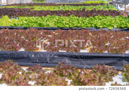 Row of fresh vegetable salad garden plant industry farm in argricuture concept. Hydroponic natural food. Crops Row of fresh vegetable salad garden plant industry farm in argricuture concept. Hydroponic natural food. Crops 72656368