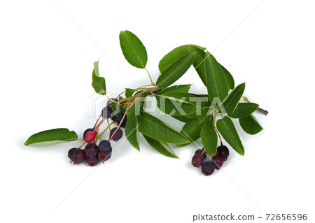 Branch with berries amelanchier or chuckley pear Branch with berries amelanchier or chuckley pear 72656596