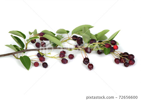Branch with berries amelanchier or chuckley pear Branch with berries amelanchier or chuckley pear 72656600