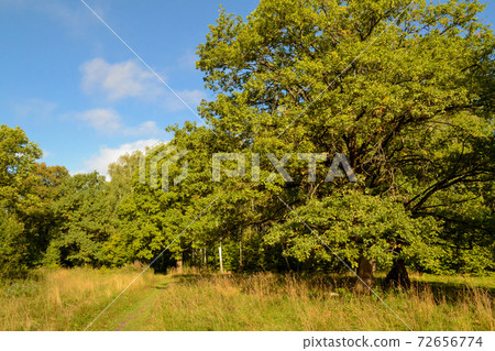 Oak trees in the forest. Sunny day. Blue sky 72656774