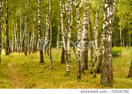 Grove of birch trees and dry grass in early autumn 72656790
