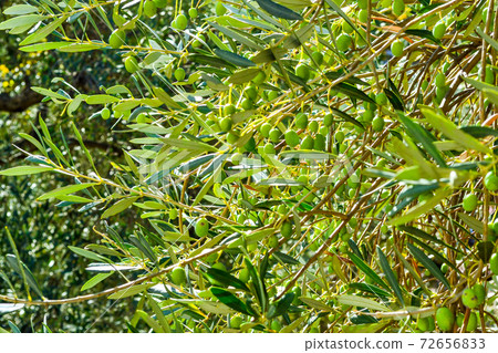 Green olives on the branches. Montenegro Green olives on the branches. Montenegro 72656833