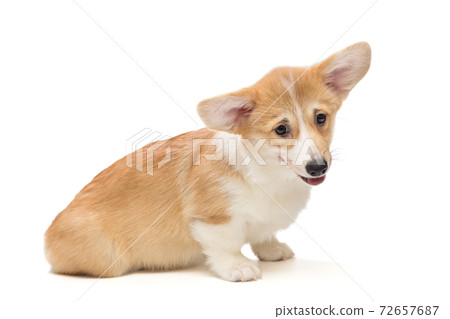 Small, funny Corgi puppy 72657687