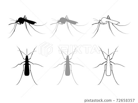 Aegypti Mosquito Vector Icon, Gnat Bloodsucking Insect Sign 72658357