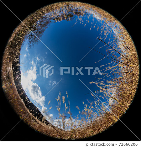 Hakone Sengokuhara pampas grass taken with a fisheye lens 72660200