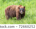 Cinnamon Black Bear 72660252