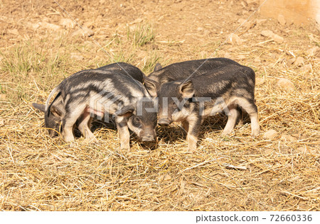 Wooly baby pigs Wooly baby pigs 72660336