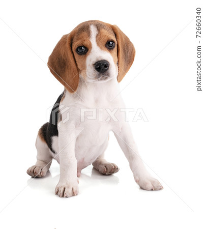 Cute sitting puppy looking ahead 72660340