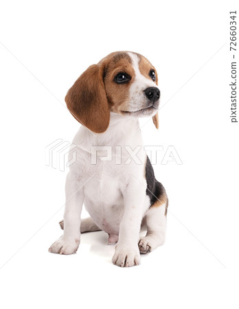 Sitting cute Puppy beagle 72660341