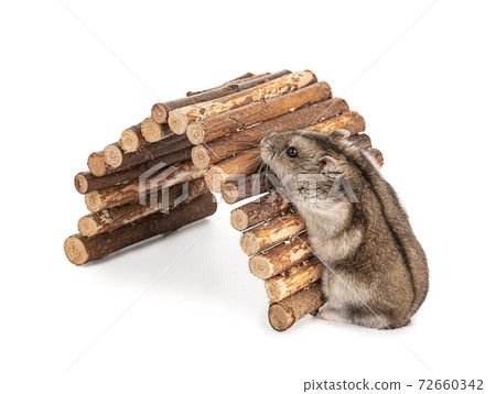 Portrait of a grey hamster on a wooden bridge 72660342
