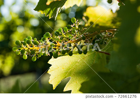 Small green bunch of grapes and leaves on vineyard Small green bunch of grapes and leaves on vineyard 72661276