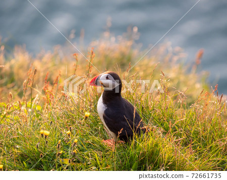 Portrait view of Puffins birds with orange beaks at sunset. Westfjords, Iceland. Portrait view of Puffins birds with orange beaks at sunset. Westfjords, Iceland. 72661735