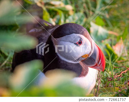 Portrait view of Puffins birds with orange beaks at sunset. Westfjords, Iceland. 72661737