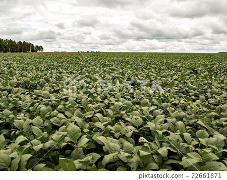 廣闊的巴西大豆田 廣闊的巴西大豆田 72661871